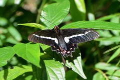 Parides agavus