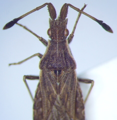 Spathocera lobata