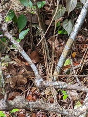 Spondylurus nitidus