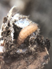 Insecta