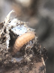 Insecta