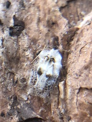 Corythucha ciliata