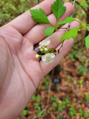 Crataegus michauxii