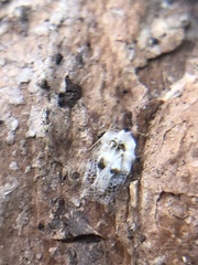 Corythucha ciliata