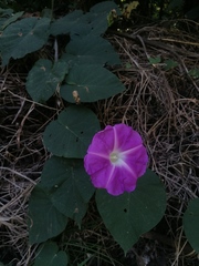 Ipomoea mairetii