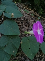 Ipomoea mairetii