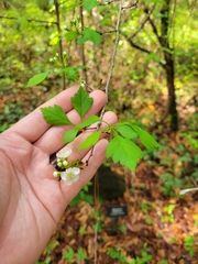 Crataegus michauxii