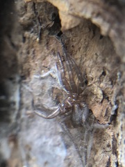 Araneae