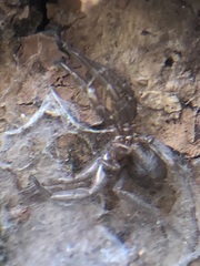 Araneae