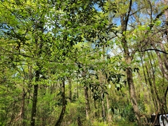 Crataegus michauxii