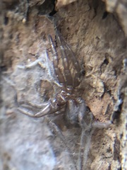Araneae