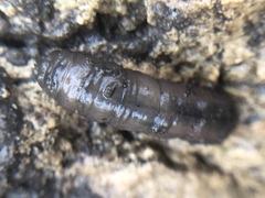 Lumbricus terrestris