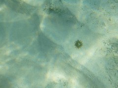 Isoaulactinia stelloides