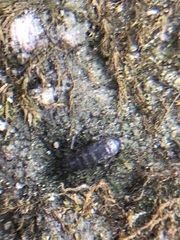 Arthropoda