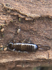 Dermaptera