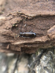 Dermaptera