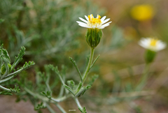 Microgyne marchesiana