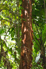 Bursera simaruba image