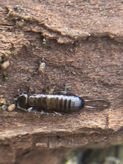 Dermaptera