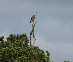 Circaetus fasciolatus