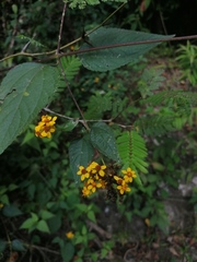 Hymenostephium cordatum