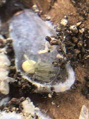 Cheiracanthium