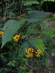 Hymenostephium cordatum