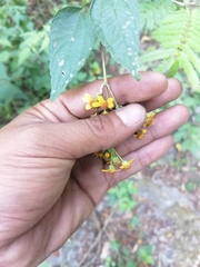 Hymenostephium cordatum