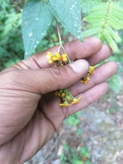 Hymenostephium cordatum