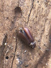 Coleoptera