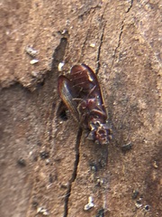 Coleoptera