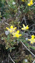 Genista tridentata