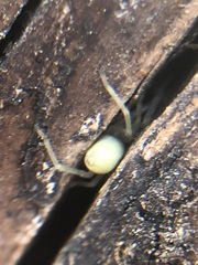 Cheiracanthium