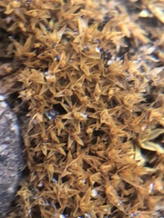 Bryophyta