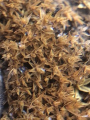 Bryophyta