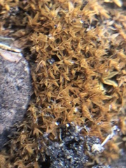 Bryophyta