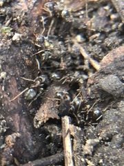 Lasius