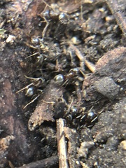 Lasius
