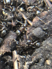 Lasius