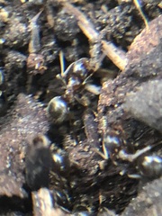 Lasius