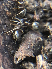 Lasius