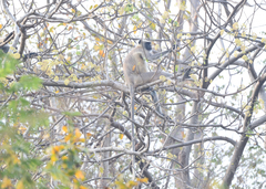 Semnopithecus entellus