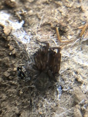 Amaurobius ferox