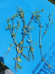 Stellaria apetala