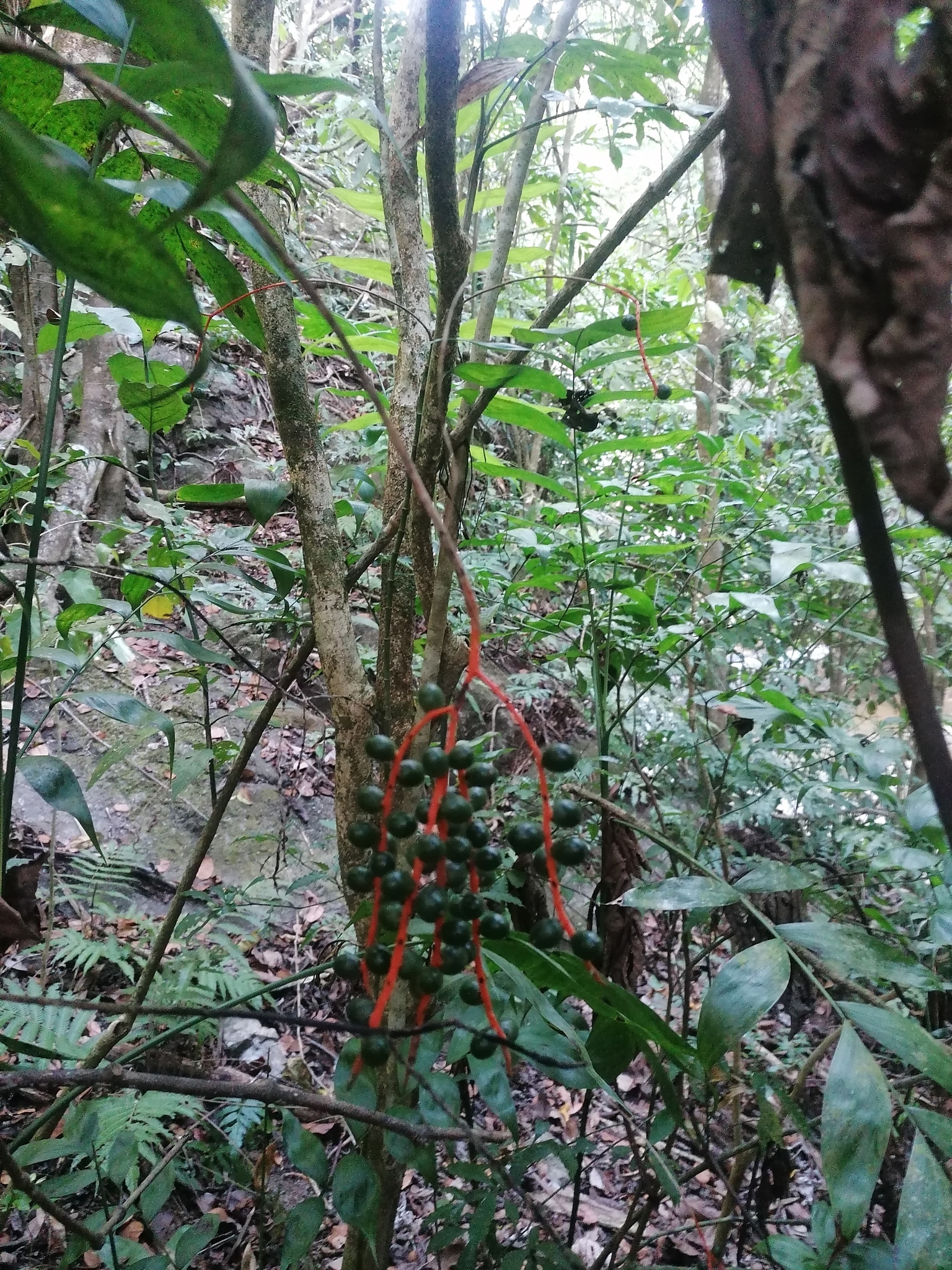 Bamboo palm