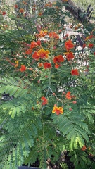 Caesalpinia pulcherrima image