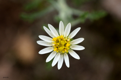 Microgyne marchesiana