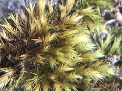Bryophyta