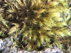 Bryophyta