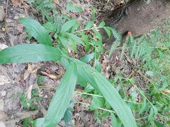 Zingiber kawagoii